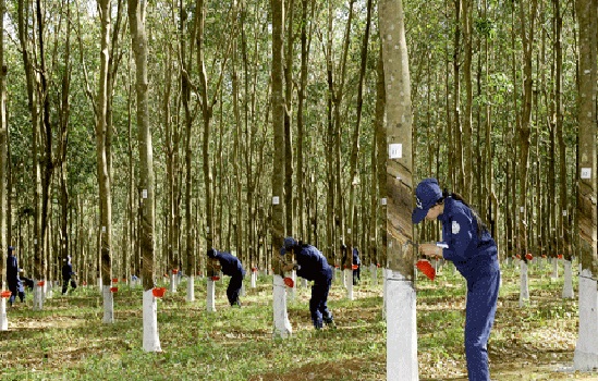 Quý I, lãi ròng Cao su Hòa Bình chỉ bằng 76% kế hoạch, chi phí lãi vay tăng gấp đôi cùng kỳ 